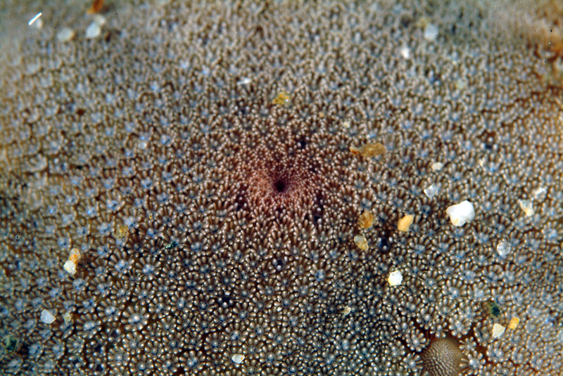 Astropecten platyacanthus (Philippi, 1837)